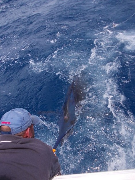 Release Me Cavalier & Blue Marlin Sport Fishing Gran Canaria