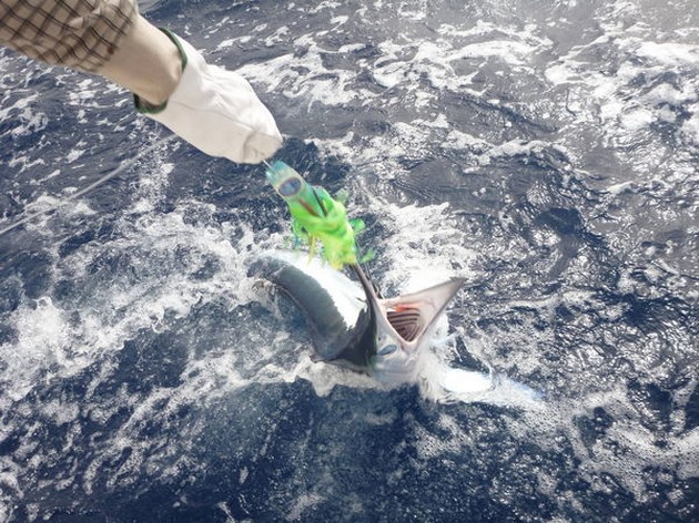 Speervissen Cavalier & Blue Marlin Sport Fishing Gran Canaria