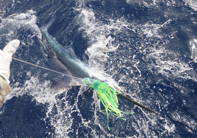 Spearfish Cavalier & Blue Marlin Sport Fishing Gran Canaria