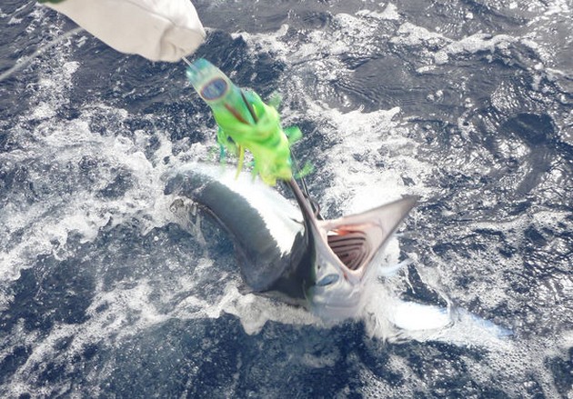 Spearfish Cavalier & Blue Marlin Sport Fishing Gran Canaria