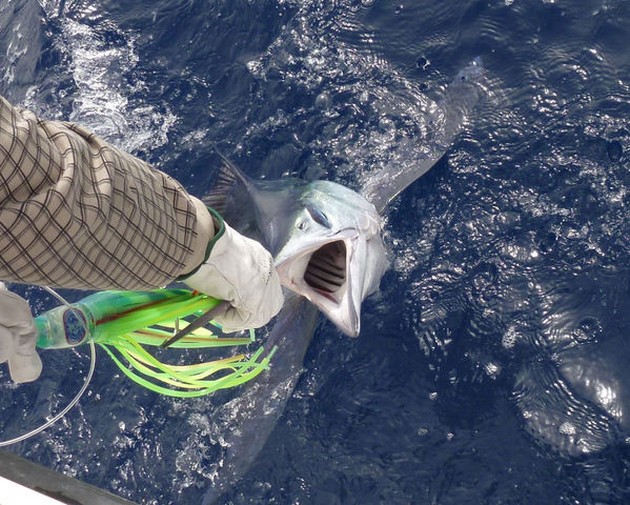 Spearfish Cavalier & Blue Marlin Sport Fishing Gran Canaria