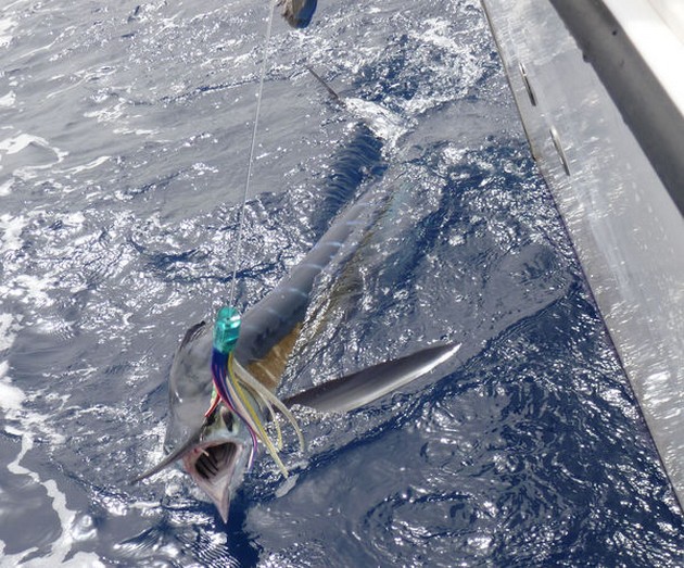 Spearfish Cavalier & Blue Marlin Sport Fishing Gran Canaria
