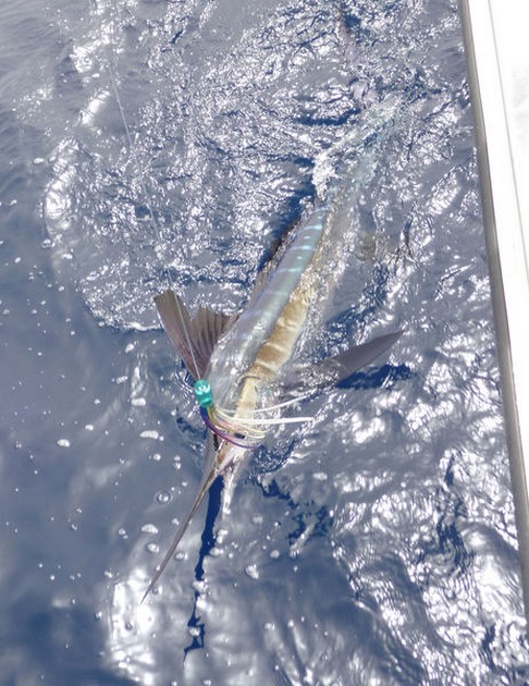 Release Me Cavalier & Blue Marlin Sport Fishing Gran Canaria