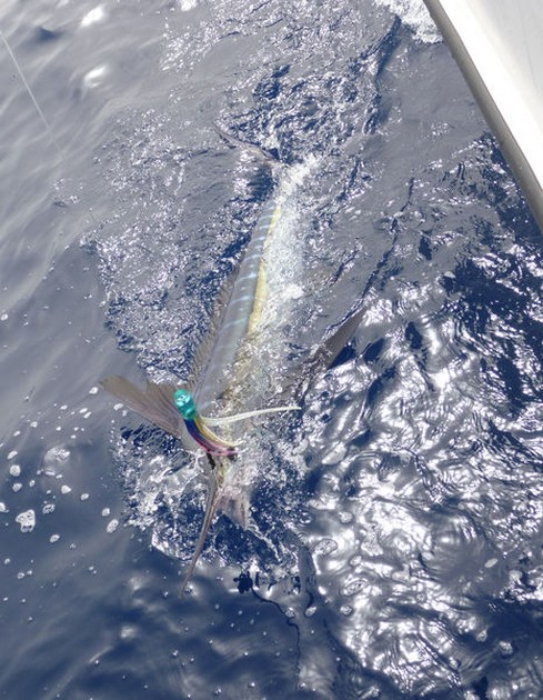 Release Me Cavalier & Blue Marlin Sport Fishing Gran Canaria