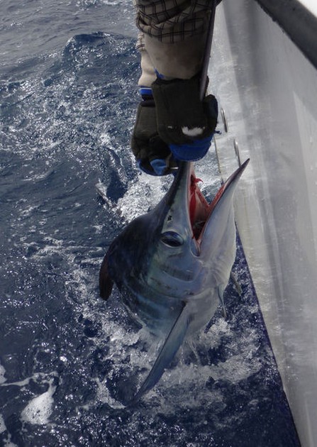 Release Me Cavalier & Blue Marlin Sport Fishing Gran Canaria