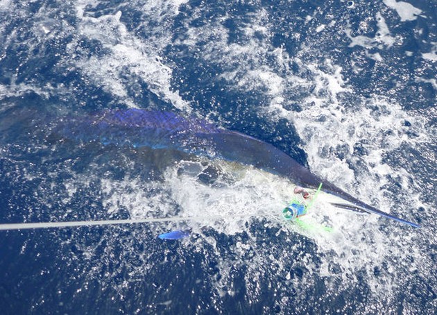 Shortbill Spearfish Cavalier & Blue Marlin Sport Fishing Gran Canaria