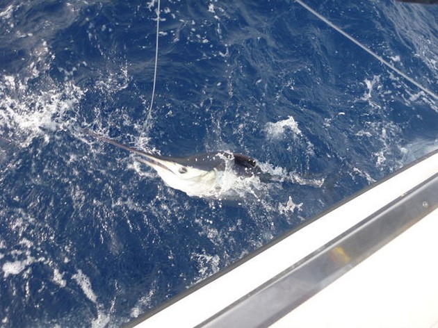 Longbill Spearfish Cavalier & Blue Marlin Sport Fishing Gran Canaria