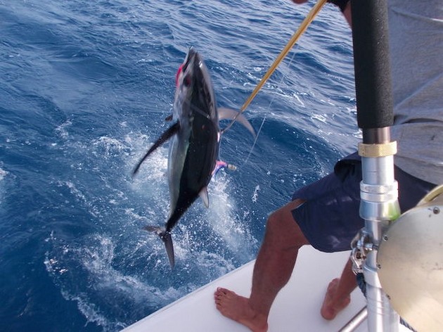 Albacore Tuna Cavalier & Blue Marlin Sport Fishing Gran Canaria