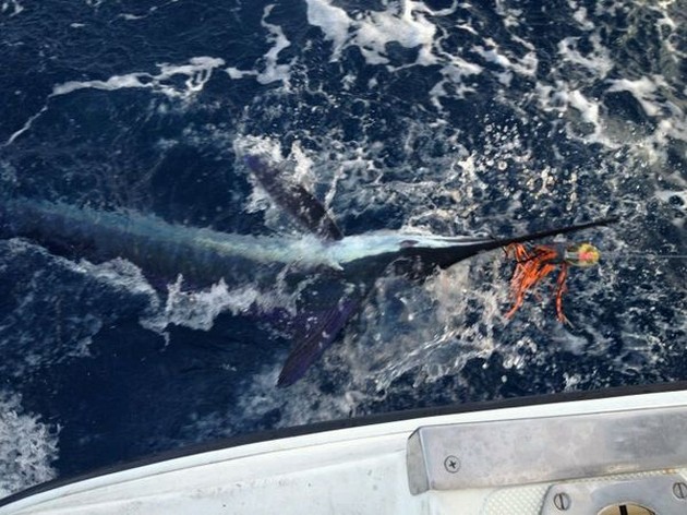 Spearfish Cavalier & Blue Marlin Sport Fishing Gran Canaria