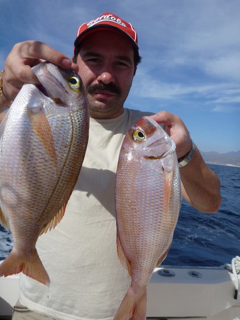 Red Snappers Cavalier & Blue Marlin Sport Fishing Gran Canaria
