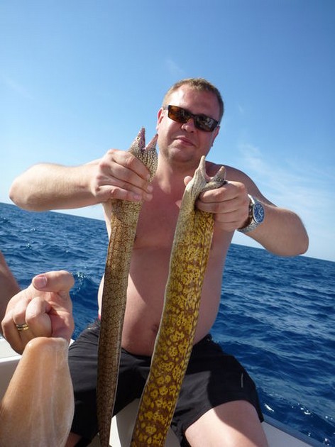 Tiger Moray Cavalier & Blue Marlin Sport Fishing Gran Canaria