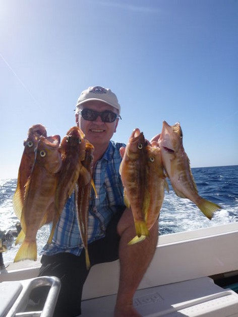 Comber fish Cavalier & Blue Marlin Sport Fishing Gran Canaria