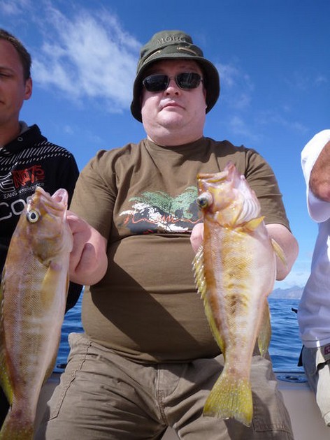 Comber fish Cavalier & Blue Marlin Sport Fishing Gran Canaria