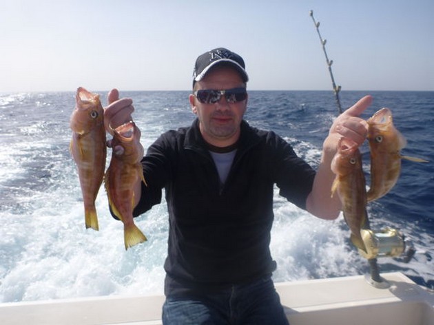 Comber fish Cavalier & Blue Marlin Sport Fishing Gran Canaria