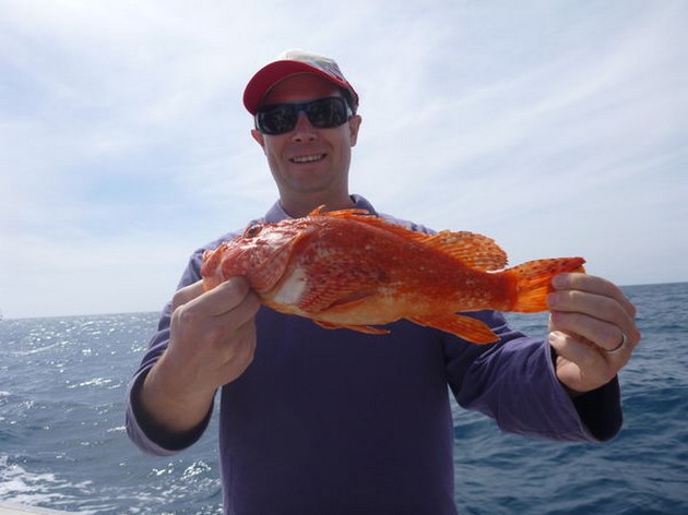 Scorpion or Fire fish Cavalier & Blue Marlin Sport Fishing Gran Canaria