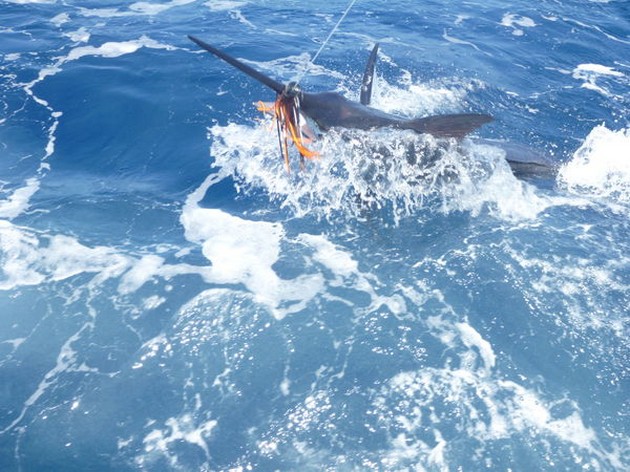 TROLLING Under de senaste dagarna trollade vi redan, Cavalier & Blue Marlin Sport Fishing Gran Canaria
