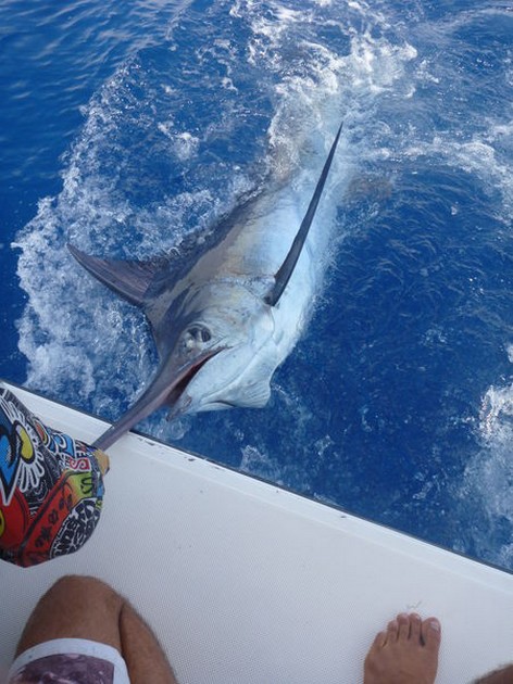 STOR SPELSÄSONG 2013 Att säga att vår båt är bäst Cavalier & Blue Marlin Sport Fishing Gran Canaria