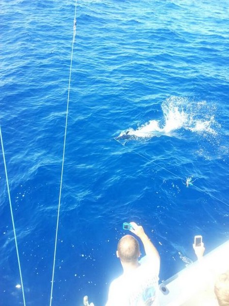 Hooked Up Cavalier & Blue Marlin Sport Fishing Gran Canaria