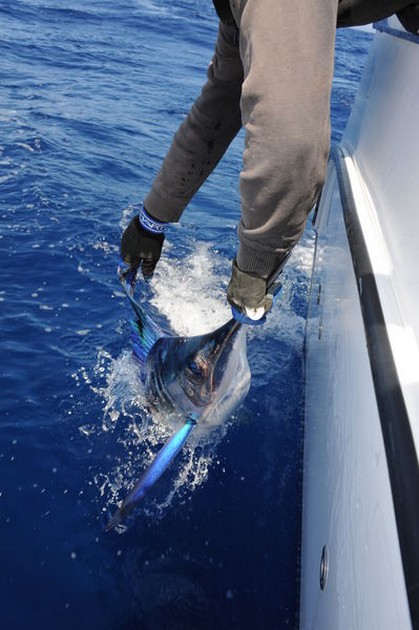 White Marlin Cavalier & Blue Marlin Sport Fishing Gran Canaria