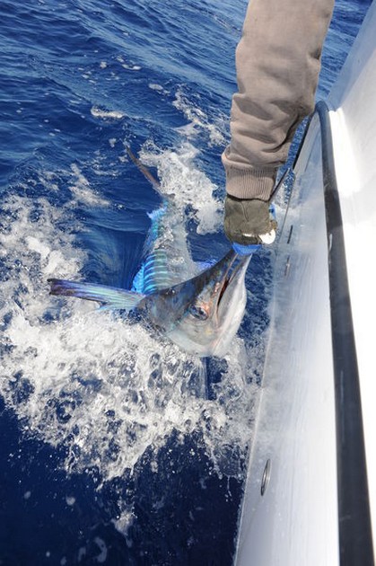 White Marlin Cavalier & Blue Marlin Sport Fishing Gran Canaria