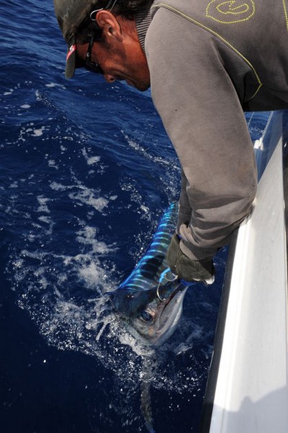 Released !! Cavalier & Blue Marlin Sport Fishing Gran Canaria