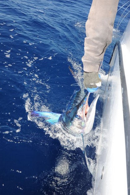 White Marlin Cavalier & Blue Marlin Sport Fishing Gran Canaria
