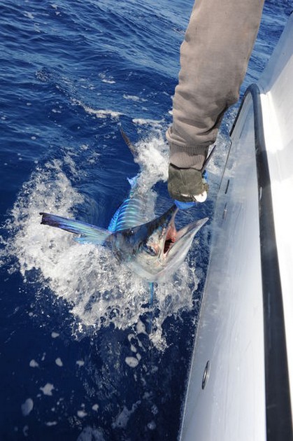 White Marlin Cavalier & Blue Marlin Sport Fishing Gran Canaria