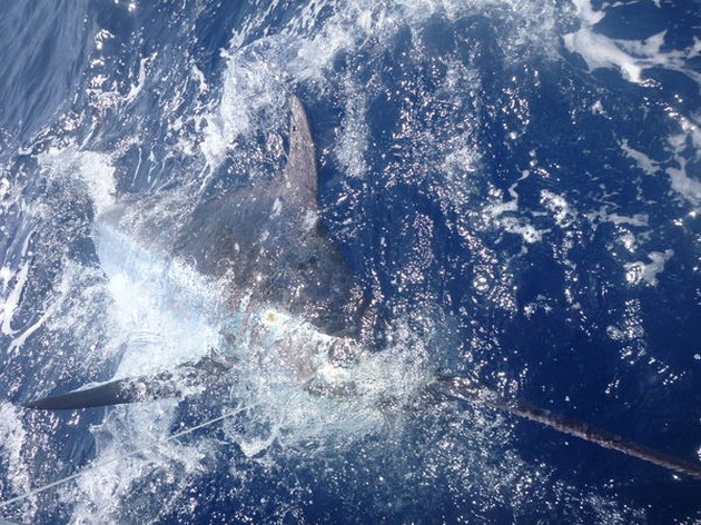 BLÅ MARLIN 270 à 280 KILO Nåväl, ja, vi Cavalier & Blue Marlin Sport Fishing Gran Canaria