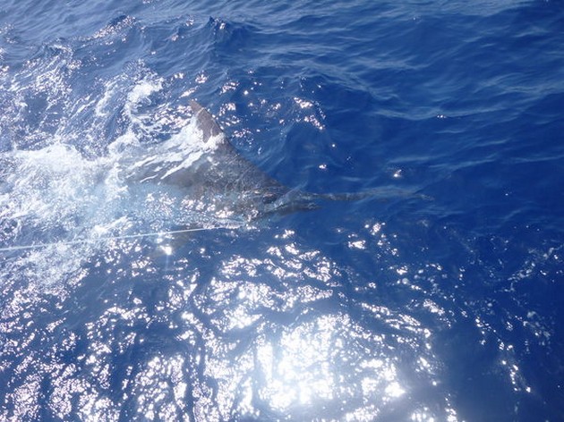Blue Marlin Cavalier & Blue Marlin Sport Fishing Gran Canaria