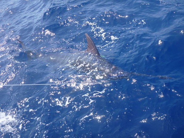 Blue Marlin Cavalier & Blue Marlin Sport Fishing Gran Canaria