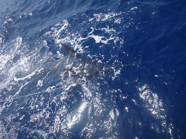 Blue Marlin Cavalier & Blue Marlin Sport Fishing Gran Canaria