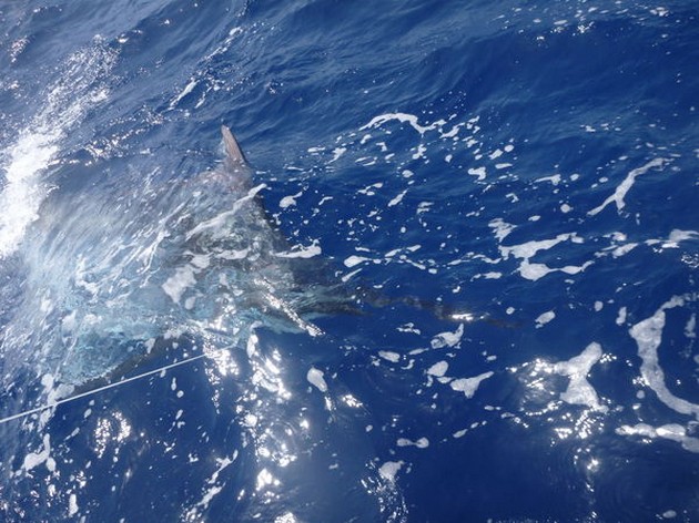 Blue Marlin Cavalier & Blue Marlin Sport Fishing Gran Canaria