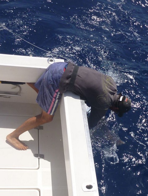 Blue Marlin Cavalier & Blue Marlin Sport Fishing Gran Canaria