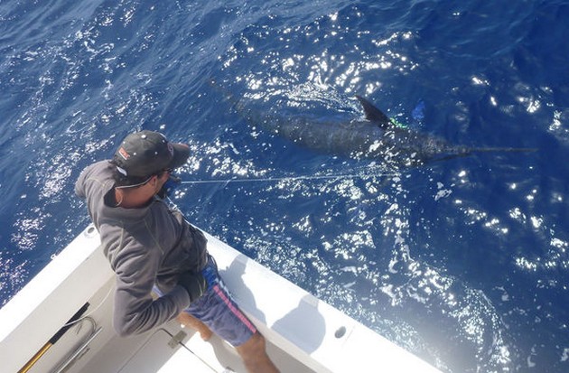 Blue Marlin Cavalier & Blue Marlin Sport Fishing Gran Canaria