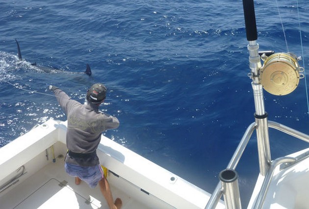 Blue Marlin Cavalier & Blue Marlin Sport Fishing Gran Canaria