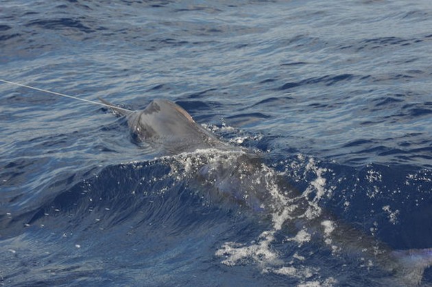 Blue Marlin Cavalier & Blue Marlin Sport Fishing Gran Canaria