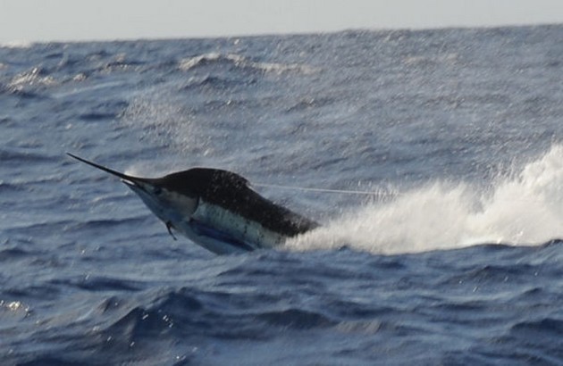 Blue Marlin Cavalier & Blue Marlin Sport Fishing Gran Canaria