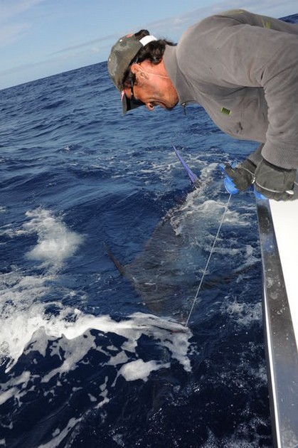 Blue Marlin Cavalier & Blue Marlin Sport Fishing Gran Canaria