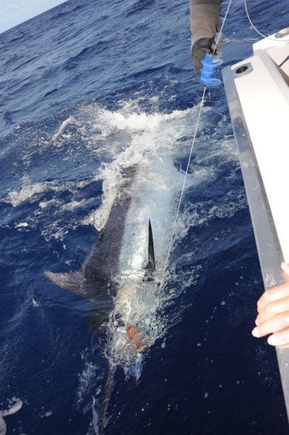Blue Marlin Cavalier & Blue Marlin Sport Fishing Gran Canaria
