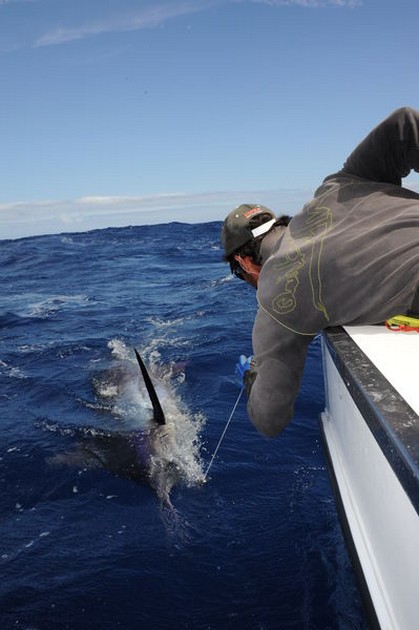 Tag & Release Cavalier & Blue Marlin Sport Fishing Gran Canaria