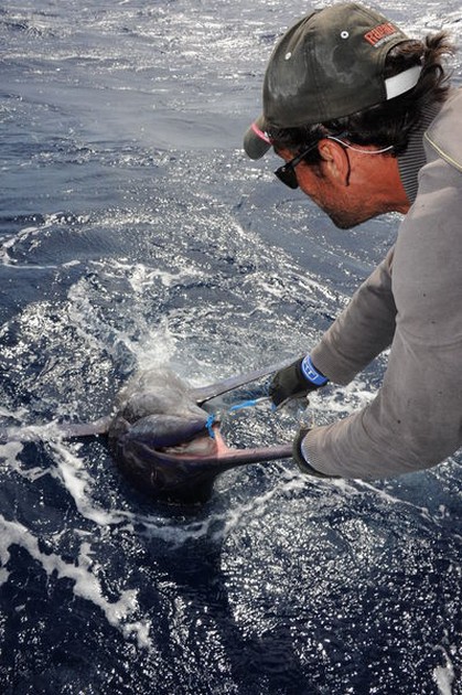 Tag & Release Cavalier & Blue Marlin Sport Fishing Gran Canaria