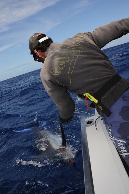 Tag & Release Cavalier & Blue Marlin Sport Fishing Gran Canaria