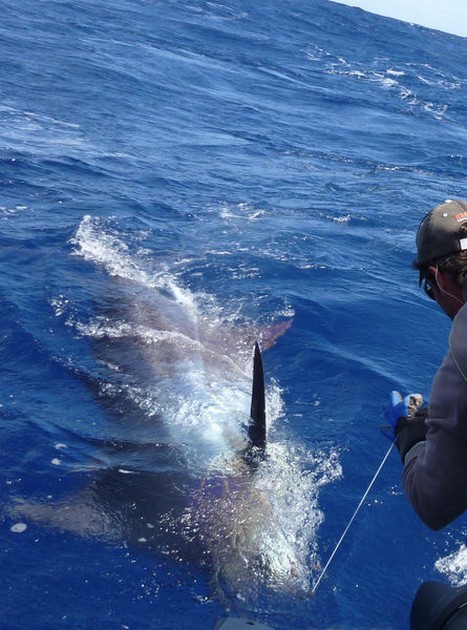 Blue Marlin Cavalier & Blue Marlin Sport Fishing Gran Canaria
