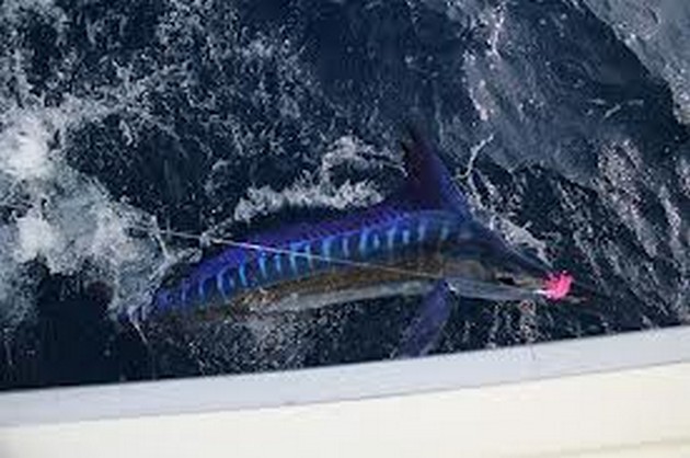 BLÅ MARLIN FISKECHARTER - VECKOVISNING ÖVERSIKT Tyvärr Cavalier & Blue Marlin Sport Fishing Gran Canaria
