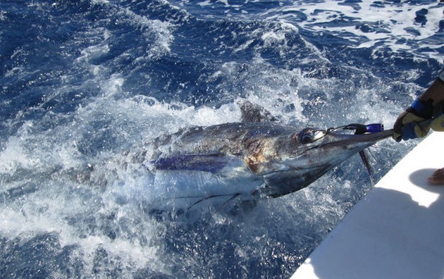 Blue Marlin Cavalier & Blue Marlin Sport Fishing Gran Canaria