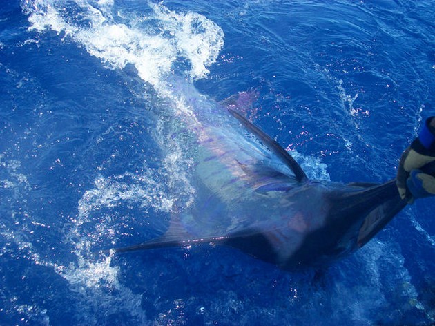Tag & Release Cavalier & Blue Marlin Sport Fishing Gran Canaria