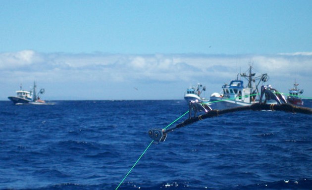 Spectators Cavalier & Blue Marlin Sport Fishing Gran Canaria