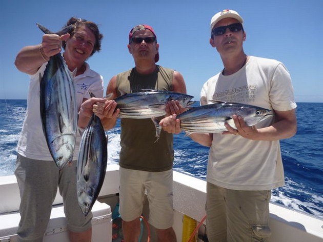 Skipjack Tunas Cavalier & Blue Marlin Sport Fishing Gran Canaria
