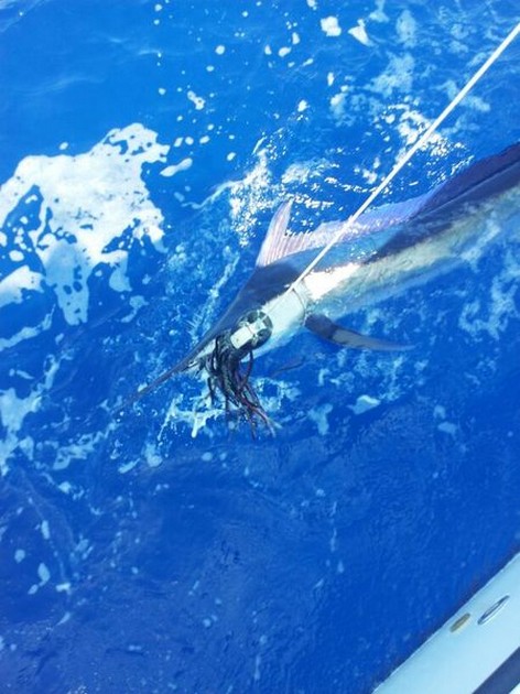 Spearfish Cavalier & Blue Marlin Sport Fishing Gran Canaria