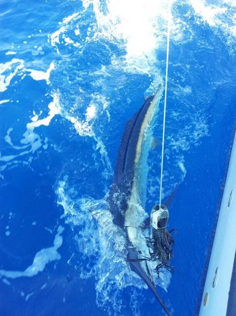 Spearfish Cavalier & Blue Marlin Sport Fishing Gran Canaria